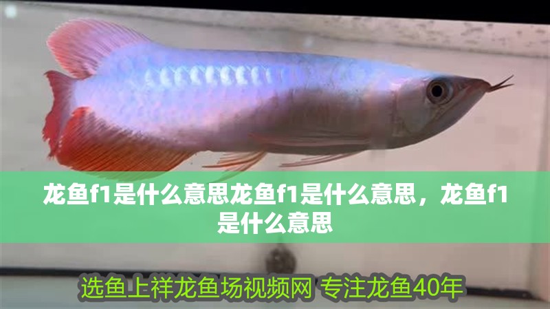 龍魚f1是什么意思龍魚f1是什么意思，龍魚f1是什么意思