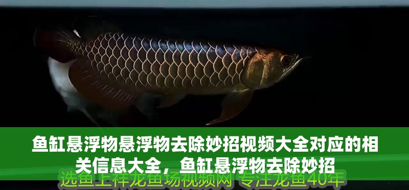 魚缸懸浮物懸浮物去除妙招視頻大全對應的相關信息大全，魚缸懸浮物去除妙招