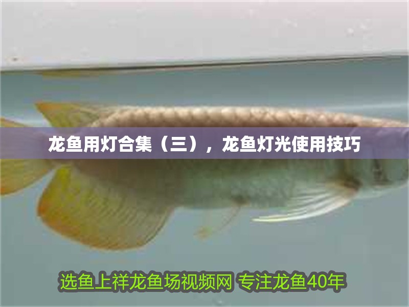 龍魚用燈合集（三），龍魚燈光使用技巧