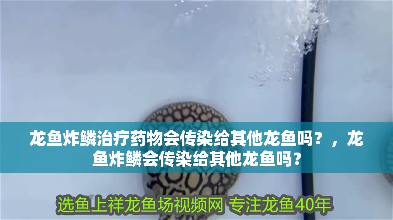 龍魚炸鱗治療藥物會傳染給其他龍魚嗎？，龍魚炸鱗會傳染給其他龍魚嗎？
