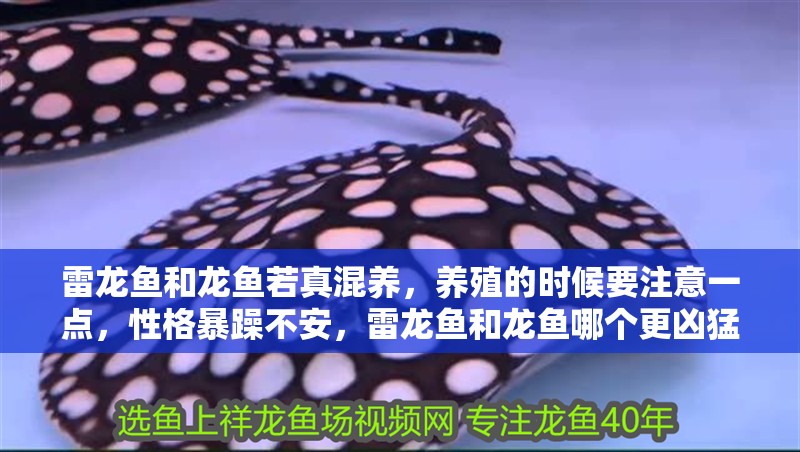 雷龍魚和龍魚若真混養(yǎng)，養(yǎng)殖的時候要注意一點(diǎn)，性格暴躁不安，雷龍魚和龍魚哪個更兇猛