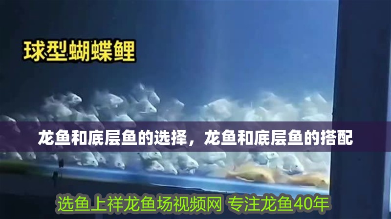 龍魚和底層魚的選擇，龍魚和底層魚的搭配
