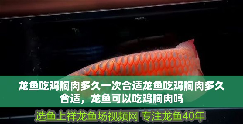 龍魚吃雞胸肉多久一次合適龍魚吃雞胸肉多久合適，龍魚可以吃雞胸肉嗎
