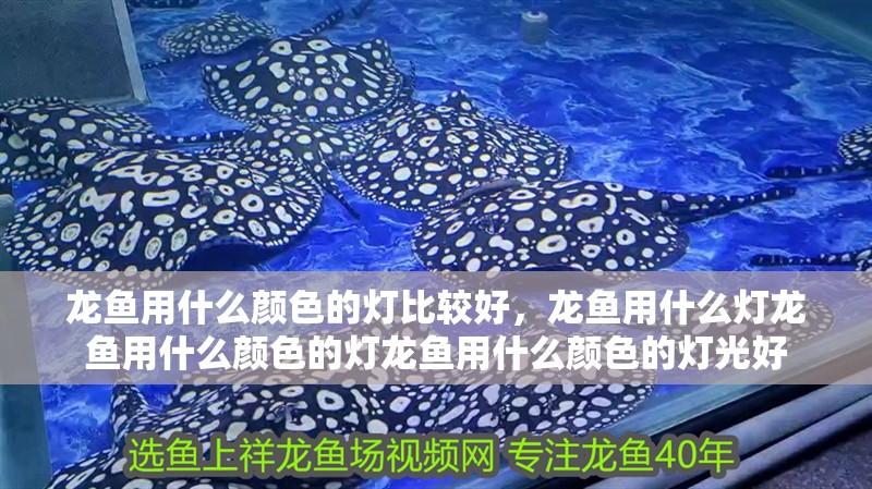 龍魚用什么顏色的燈比較好，龍魚用什么燈龍魚用什么顏色的燈龍魚用什么顏色的燈光好