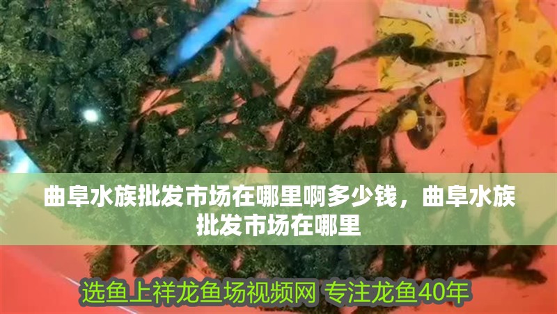 曲阜水族批發市場在哪里啊多少錢，曲阜水族批發市場在哪里