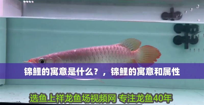 錦鯉的寓意是什么？，錦鯉的寓意和屬性