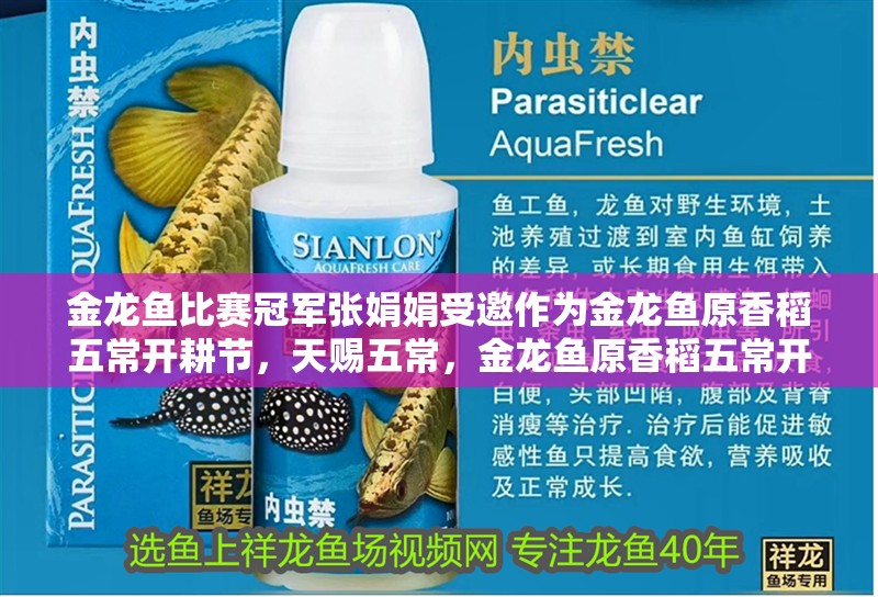 金龍魚比賽冠軍張娟娟受邀作為金龍魚原香稻五常開耕節(jié)，天賜五常，金龍魚原香稻五常開耕節(jié)