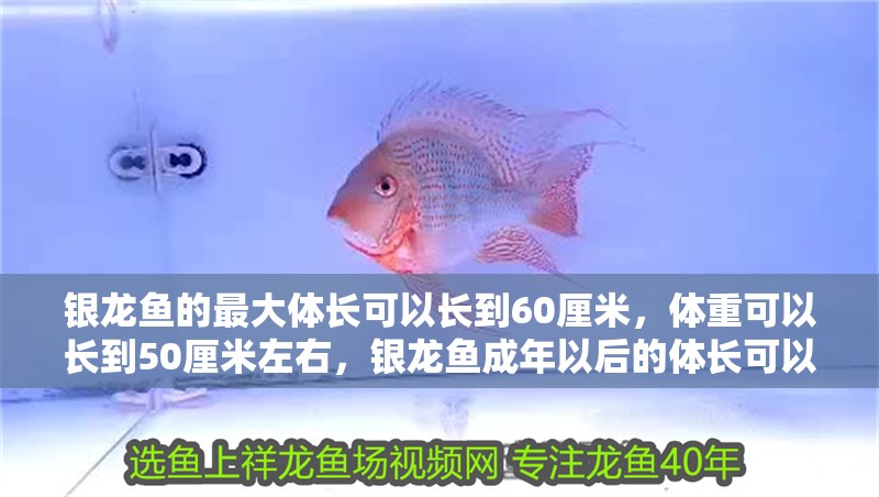 銀龍魚的最大體長可以長到60厘米，體重可以長到50厘米左右，銀龍魚成年以后的體長可以達到多少？