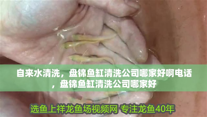 自來水清洗，盤錦魚缸清洗公司哪家好啊電話，盤錦魚缸清洗公司哪家好