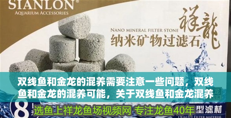 雙線魚和金龍的混養需要注意一些問題，雙線魚和金龍的混養可能，關于雙線魚和金龍混養的問題 雙線魚和金龍的混養需要注意一些問題，雙線魚和金龍的混養可能，關于雙線魚和金龍混養的問題 觀賞魚百科 第2張