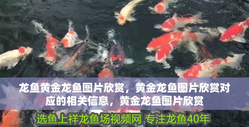 龍魚黃金龍魚圖片欣賞，黃金龍魚圖片欣賞對應的相關信息，黃金龍魚圖片欣賞 龍魚黃金龍魚圖片欣賞，黃金龍魚圖片欣賞對應的相關信息，黃金龍魚圖片欣賞 觀賞魚百科 第2張