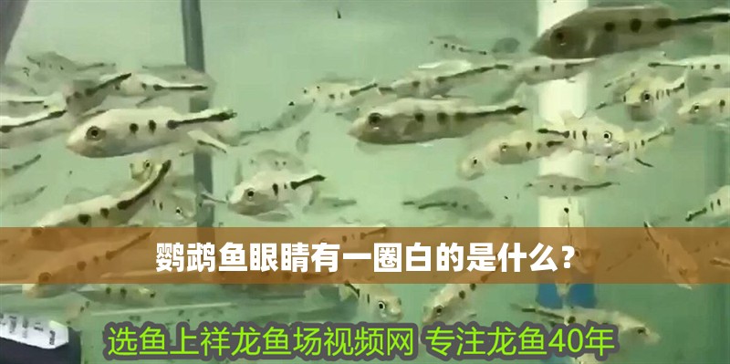 鸚鵡魚眼睛有一圈白的是什么？