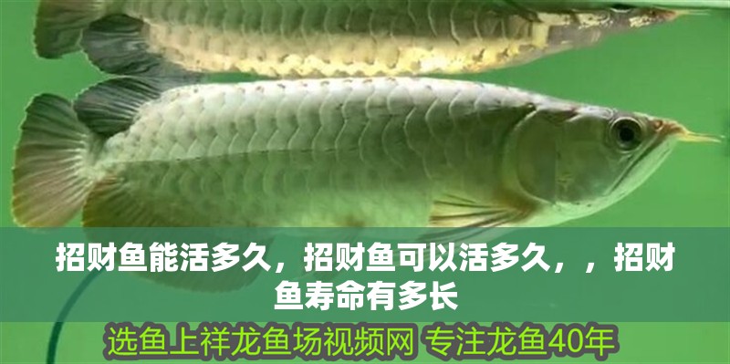 招財魚能活多久，招財魚可以活多久，，招財魚壽命有多長