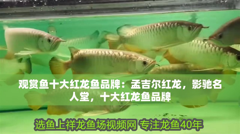 觀賞魚十大紅龍魚品牌：孟吉爾紅龍，影馳名人堂，十大紅龍魚品牌