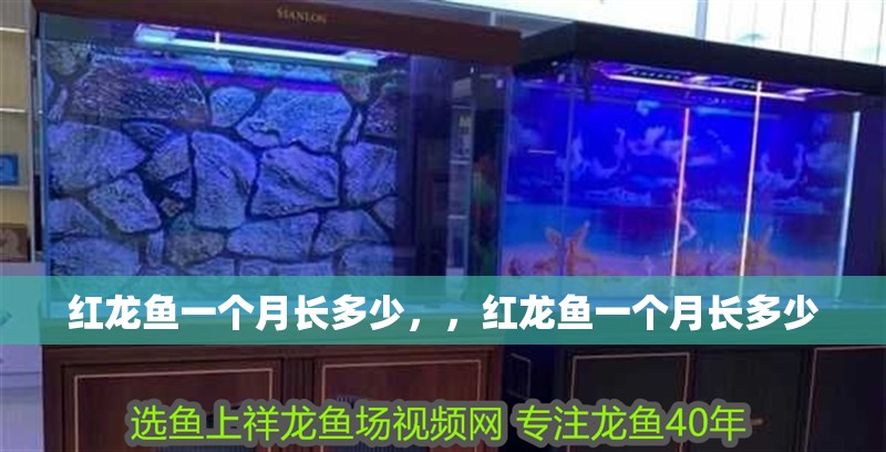 紅龍魚一個月長多少，，紅龍魚一個月長多少