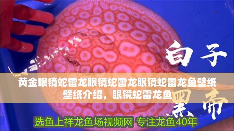 黃金眼鏡蛇雷龍眼鏡蛇雷龍眼鏡蛇雷龍魚壁紙壁紙介紹，眼鏡蛇雷龍魚