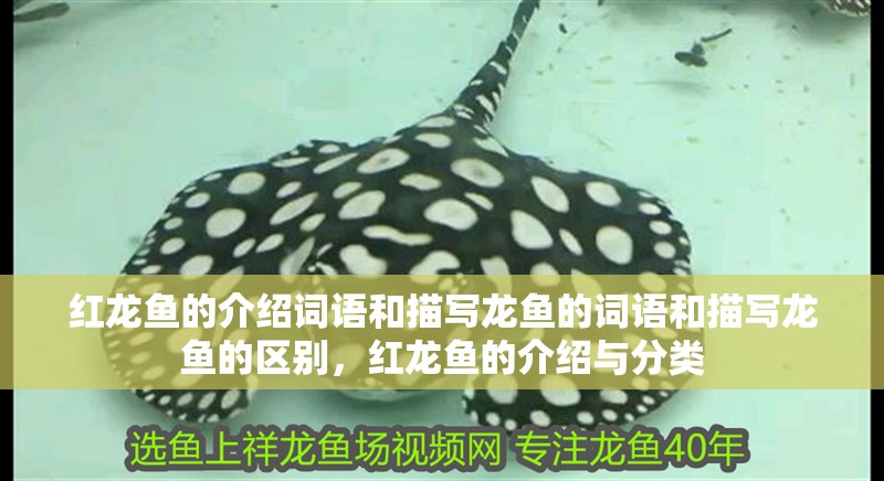 紅龍魚的介紹詞語和描寫龍魚的詞語和描寫龍魚的區別，紅龍魚的介紹與分類