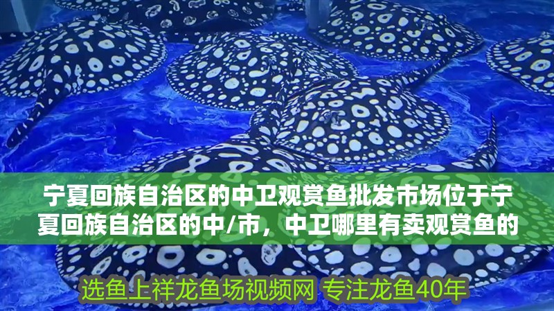 寧夏回族自治區的中衛觀賞魚批發市場位于寧夏回族自治區的中/市，中衛哪里有賣觀賞魚的市場？