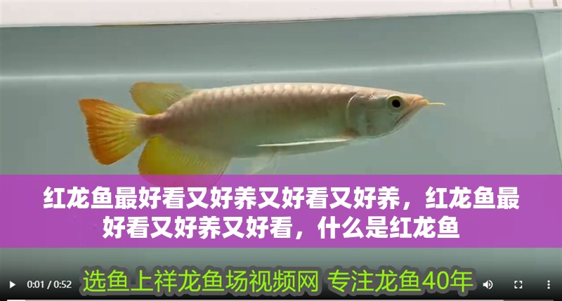 紅龍魚最好看又好養又好看又好養，紅龍魚最好看又好養又好看，什么是紅龍魚