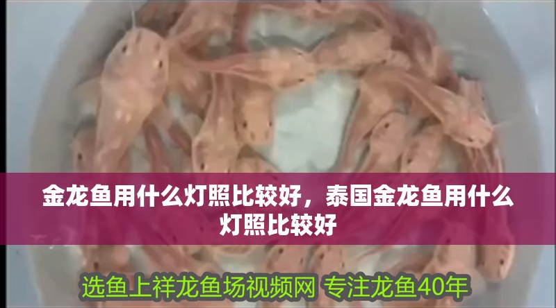 金龍魚用什么燈照比較好，泰國金龍魚用什么燈照比較好