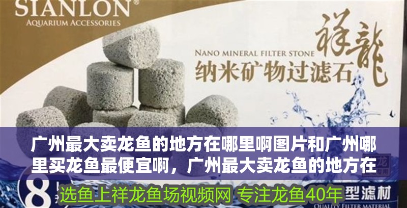 廣州最大賣龍魚的地方在哪里啊圖片和廣州哪里買龍魚最便宜啊，廣州最大賣龍魚的地方在哪里