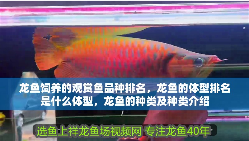 龍魚飼養(yǎng)的觀賞魚品種排名，龍魚的體型排名是什么體型，龍魚的種類及種類介紹