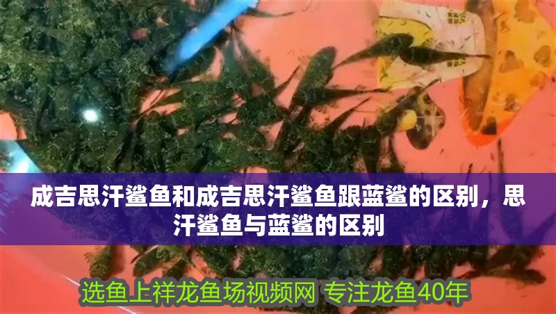 成吉思汗鯊魚和成吉思汗鯊魚跟藍鯊的區(qū)別，思汗鯊魚與藍鯊的區(qū)別