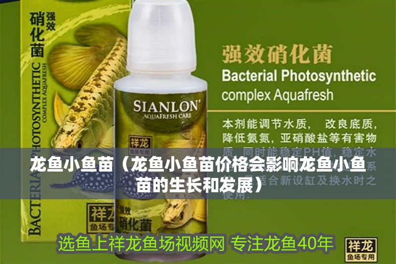 龍魚(yú)小魚(yú)苗（龍魚(yú)小魚(yú)苗價(jià)格會(huì)影響龍魚(yú)小魚(yú)苗的生長(zhǎng)和發(fā)展）