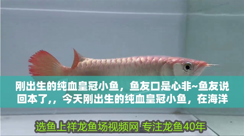剛出生的純血皇冠小魚，魚友口是心非~魚友說回本了,，今天剛出生的純血皇冠小魚，在海洋生物學研究中