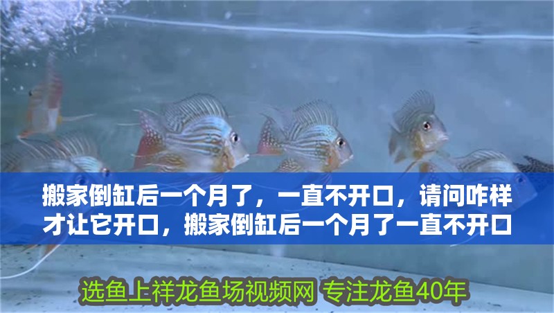 搬家倒缸后一個月了，一直不開口，請問咋樣才讓它開口，搬家倒缸后一個月了一直不開口，請問咋樣才讓它開口