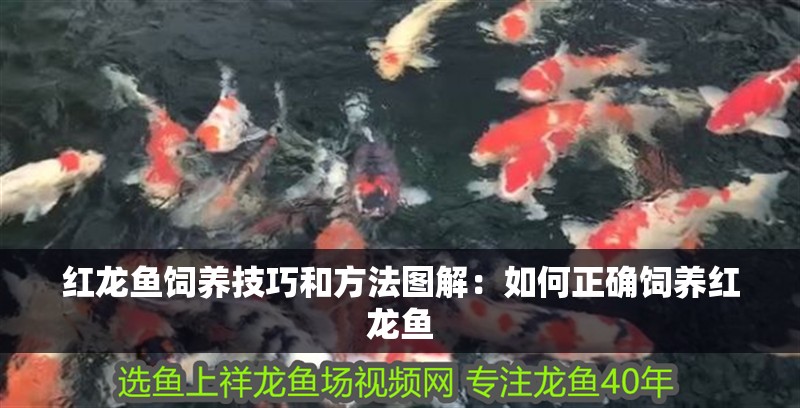 紅龍魚飼養技巧和方法圖解：如何正確飼養紅龍魚