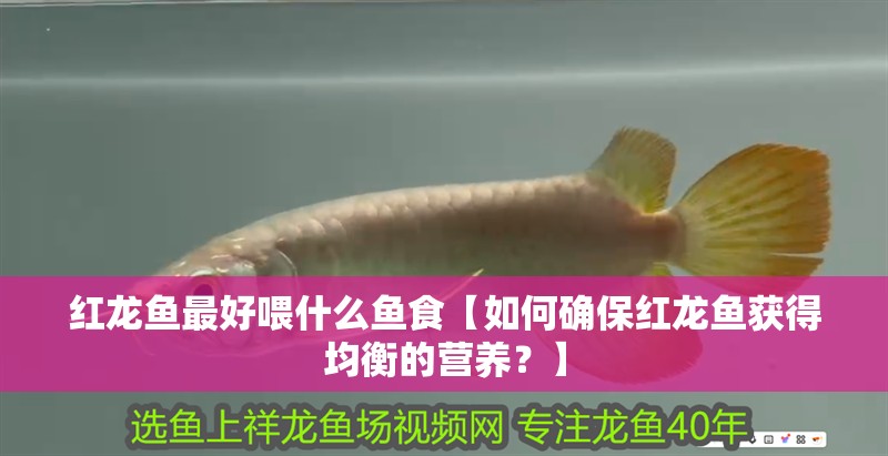 紅龍魚最好喂什么魚食【如何確保紅龍魚獲得均衡的營養？】