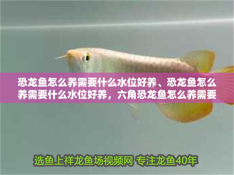 恐龍魚怎么養需要什么水位好養、恐龍魚怎么養需要什么水位好養，六角恐龍魚怎么養需要什么水位好養、恐龍魚怎么養
