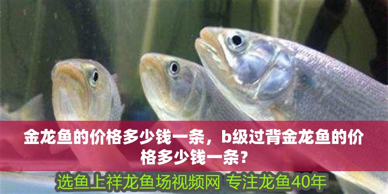 金龍魚的價格多少錢一條，b級過背金龍魚的價格多少錢一條？