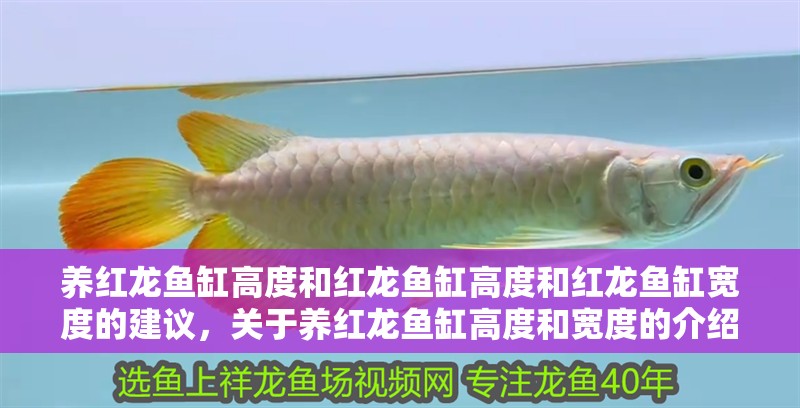 養紅龍魚缸高度和紅龍魚缸高度和紅龍魚缸寬度的建議，關于養紅龍魚缸高度和寬度的介紹 養紅龍魚缸高度和紅龍魚缸高度和紅龍魚缸寬度的建議，關于養紅龍魚缸高度和寬度的介紹 觀賞魚百科