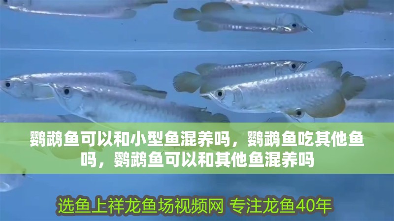 鸚鵡魚可以和小型魚混養嗎，鸚鵡魚吃其他魚嗎，鸚鵡魚可以和其他魚混養嗎