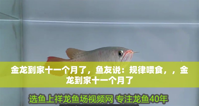金龍到家十一個月了，魚友說：規律喂食，，金龍到家十一個月了 金龍到家十一個月了，魚友說：規律喂食，，金龍到家十一個月了 觀賞魚百科