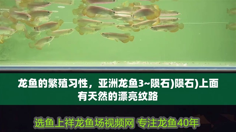 龍魚的繁殖習性，亞洲龍魚3~隕石)隕石)上面有天然的漂亮紋路