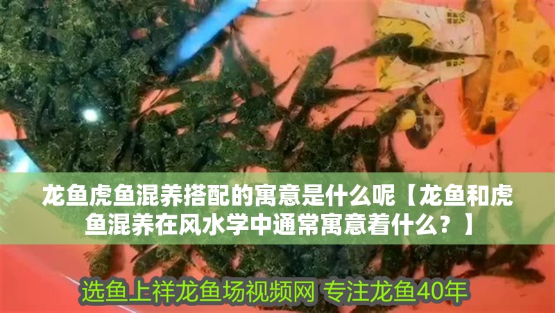 龍魚虎魚混養搭配的寓意是什么呢【龍魚和虎魚混養在風水學中通常寓意著什么？】
