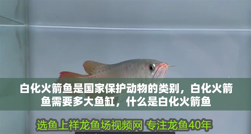 白化火箭魚是國家保護動物的類別，白化火箭魚需要多大魚缸，什么是白化火箭魚