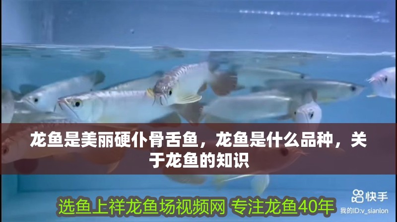 龍魚是美麗硬仆骨舌魚，龍魚是什么品種，關(guān)于龍魚的知識