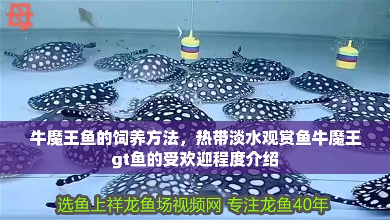 牛魔王魚的飼養(yǎng)方法，熱帶淡水觀賞魚牛魔王gt魚的受歡迎程度介紹