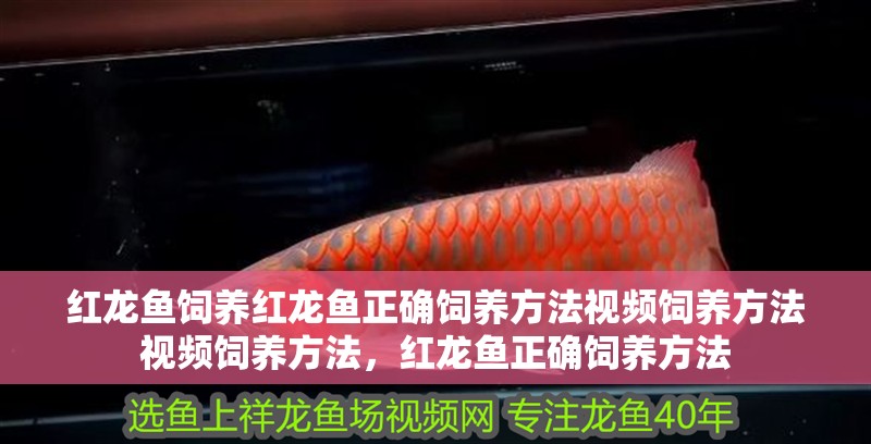 紅龍魚飼養紅龍魚正確飼養方法視頻飼養方法視頻飼養方法，紅龍魚正確飼養方法