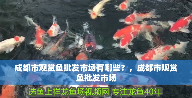 成都市觀賞魚批發(fā)市場有哪些?,成都市觀賞魚批發(fā)市場 觀賞魚百科 第2張 成都市觀賞魚批發(fā)市場有哪些?,成都市觀賞魚批發(fā)市場 成都市觀賞魚批發(fā)市場有哪些?,成都市觀賞魚批發(fā)市場 觀賞魚百科 第2張