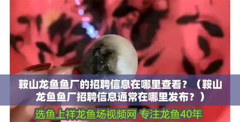 鞍山龍魚魚廠的招聘信息在哪里查看？（鞍山龍魚魚廠招聘信息通常在哪里發布？） 鞍山龍魚魚廠的招聘信息在哪里查看？（鞍山龍魚魚廠招聘信息通常在哪里發布？） 觀賞魚百科 第2張