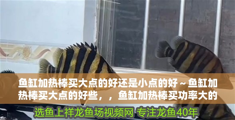 魚缸加熱棒買大點的好還是小點的好～魚缸加熱棒買大點的好些，，魚缸加熱棒買功率大的好還是買小的好 魚缸加熱棒買大點的好還是小點的好～魚缸加熱棒買大點的好些，，魚缸加熱棒買功率大的好還是買小的好 觀賞魚百科 第2張