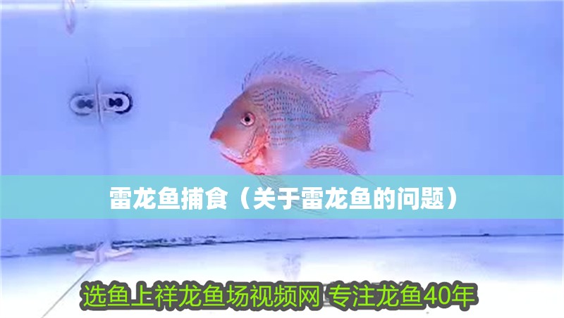 雷龍魚(yú)捕食（關(guān)于雷龍魚(yú)的問(wèn)題）