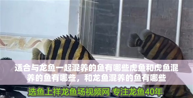 適合與龍魚一起混養的魚有哪些虎魚和虎魚混養的魚有哪些，和龍魚混養的魚有哪些