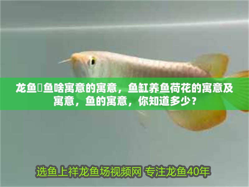 龍魚魟魚啥寓意的寓意，魚缸養(yǎng)魚荷花的寓意及寓意，魚的寓意，你知道多少？