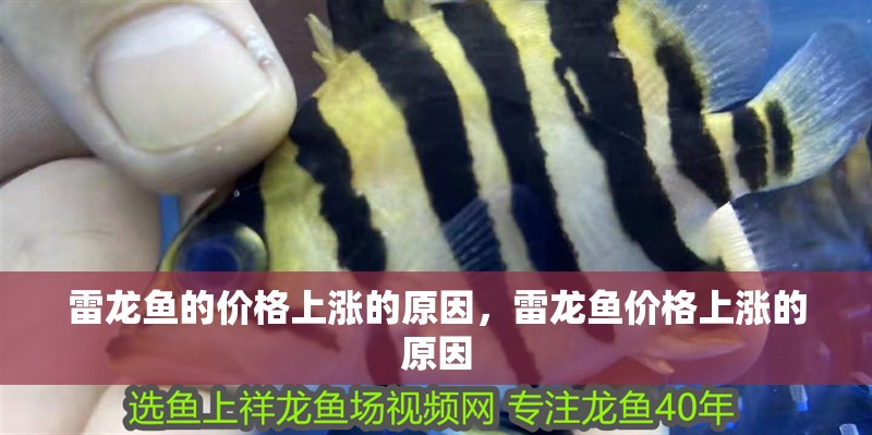 雷龍魚的價格上漲的原因，雷龍魚價格上漲的原因